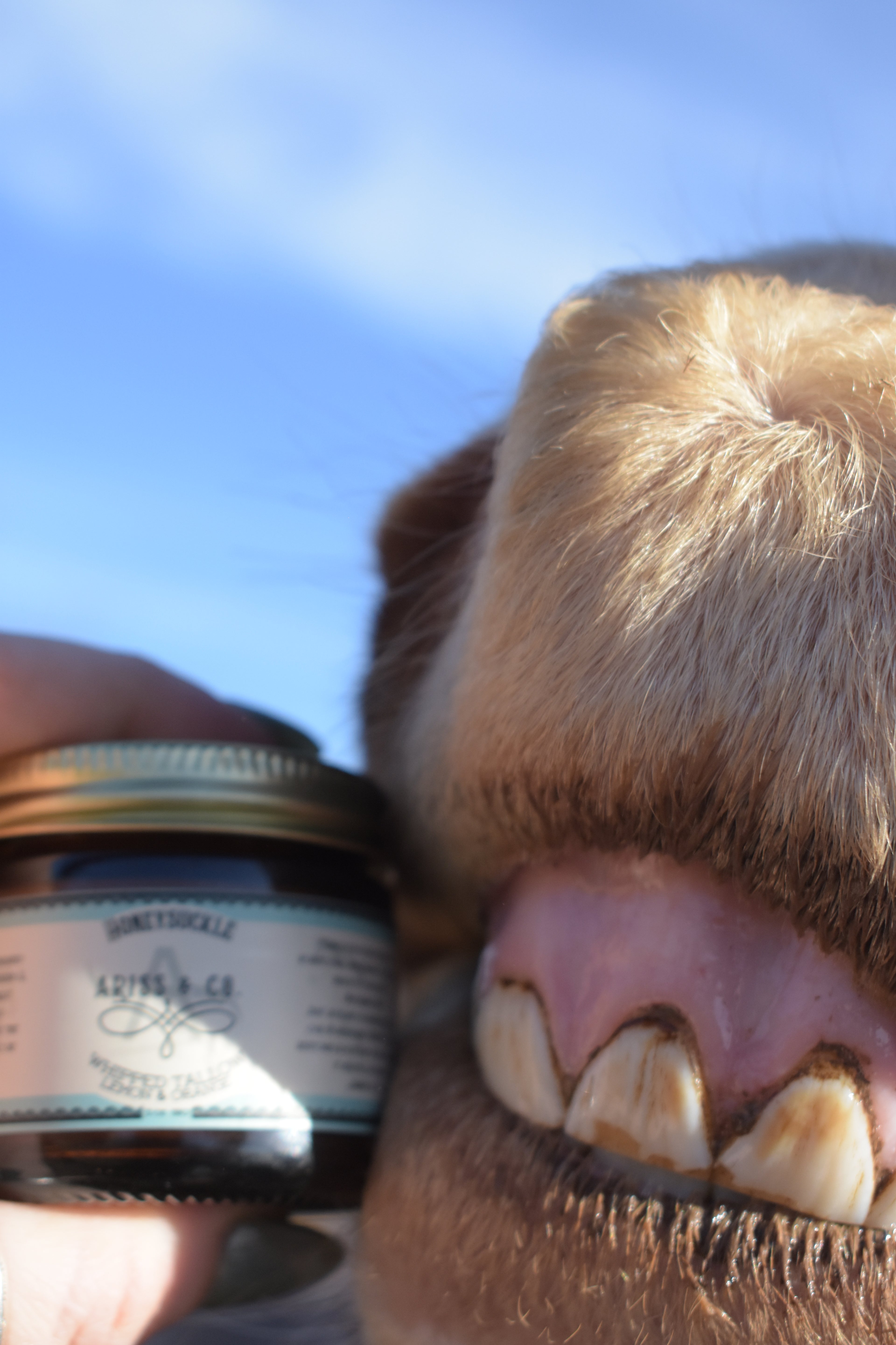 Honeysuckle Whipped Tallow - Orange & Lemon - Lasting Hydration